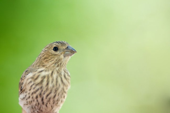 Michael Fuchs 102311 (4)