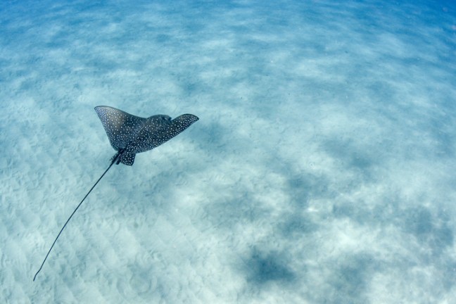 Michael Fuchs 102311 (5)