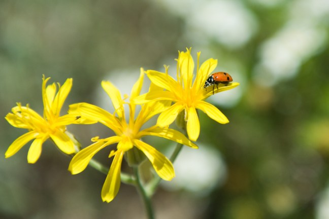 Michael Fuchs 103011 (2)