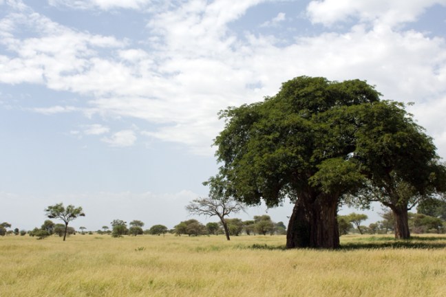 Michael Fuchs 120212 (3)