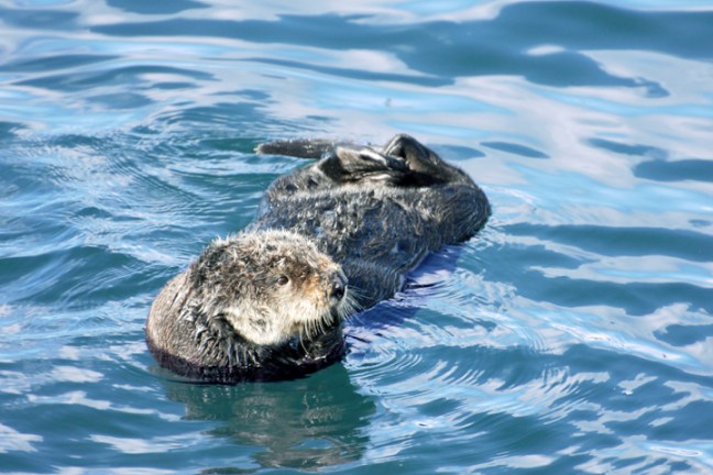 Michael Fuchs 120411 (1)