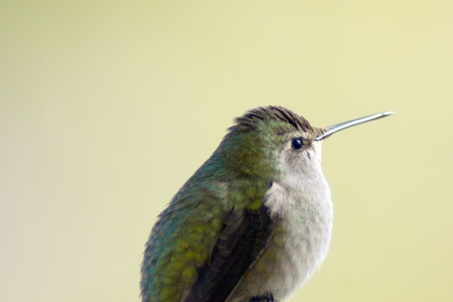 Michael Fuchs 120411 (2)