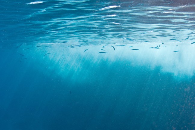 Michael Fuchs 120411 (3)