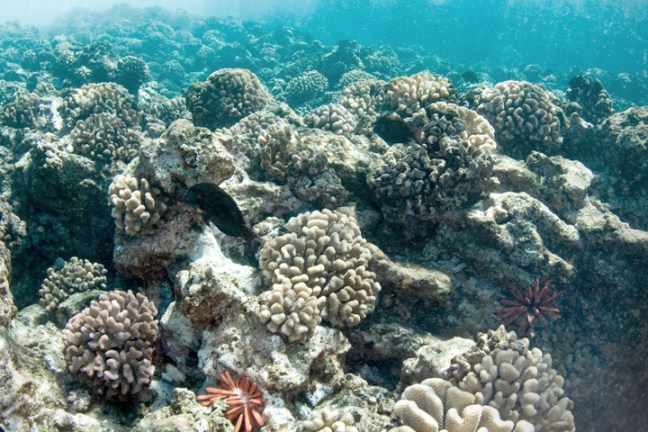 Michael Fuchs 121811 (2)