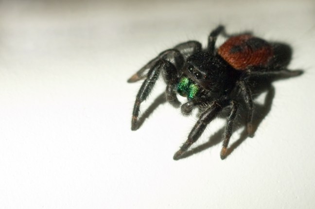 Michael Fuchs 122312