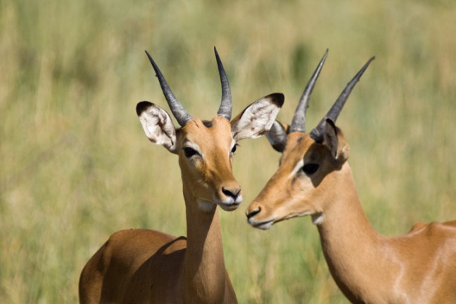 Michael Fuchs 111515 (1)