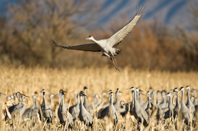 Michael Fuchs 112215 (4)