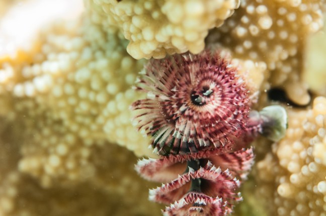 Michael Fuchs 122015 (2)