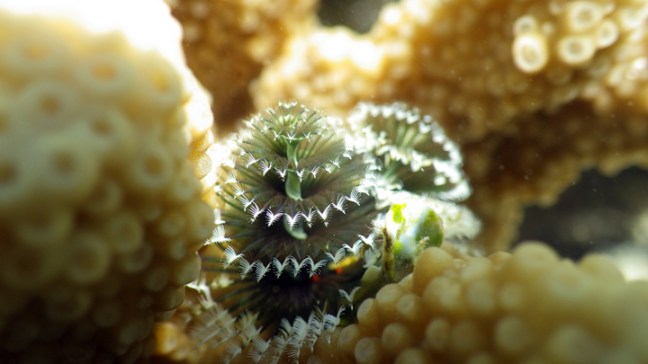 Michael Fuchs 122015 (3)