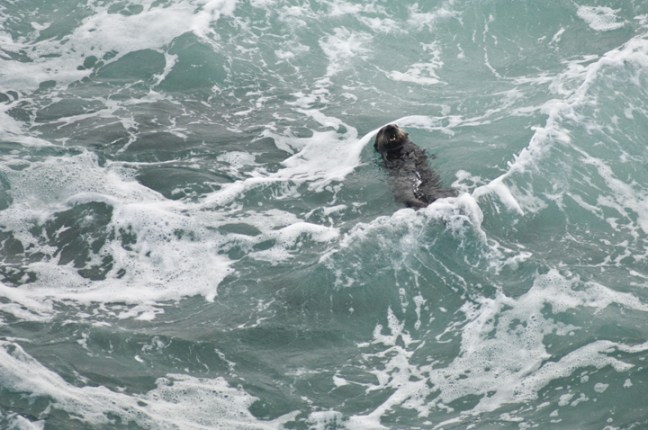 Michael Fuchs 012416 (1)