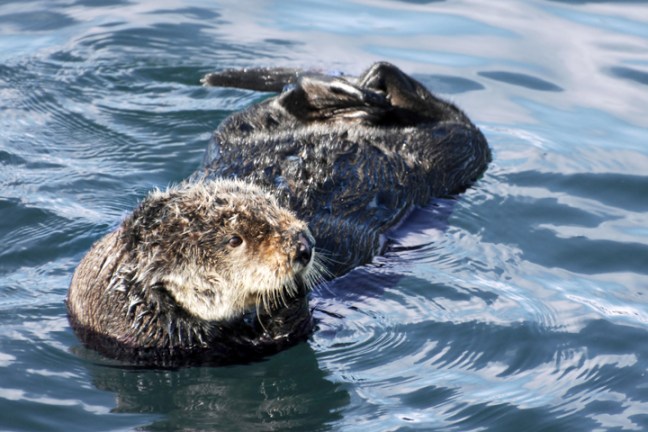 Michael Fuchs 012416 (2)