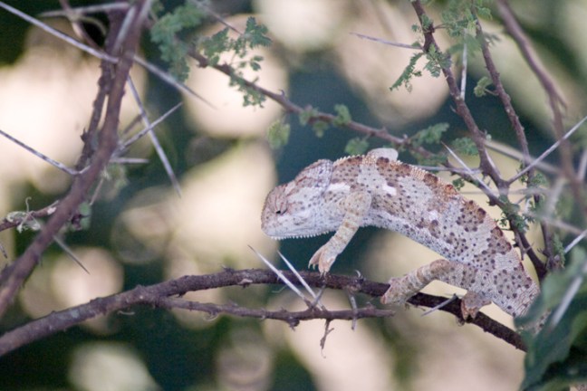 Michael Fuchs 021416 (3)