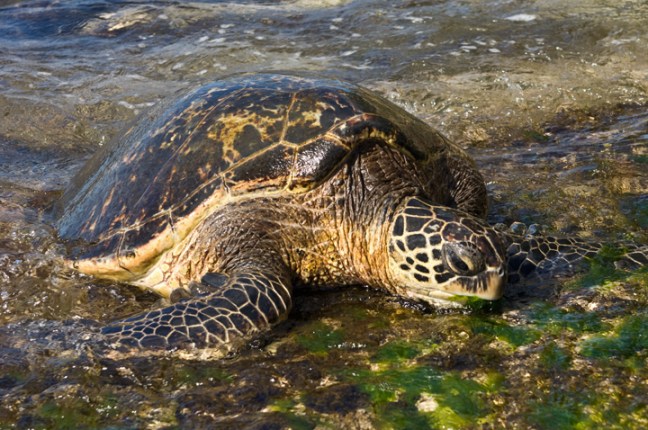 Michael Fuchs 021416 (5)