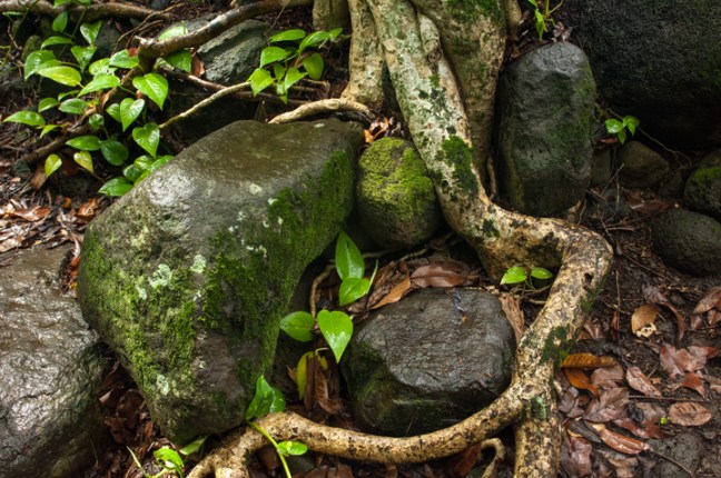 Michael Fuchs 022116 (3)