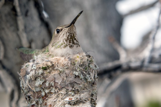 Michael Fuchs 022816 (1)