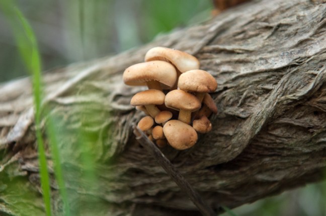 Michael Fuchs 031316 (1)