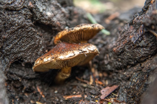 Michael Fuchs 031316 (3)