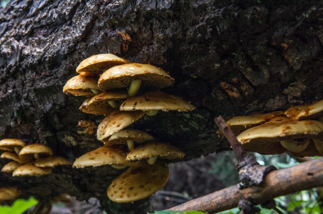 Michael Fuchs 031316 (5)