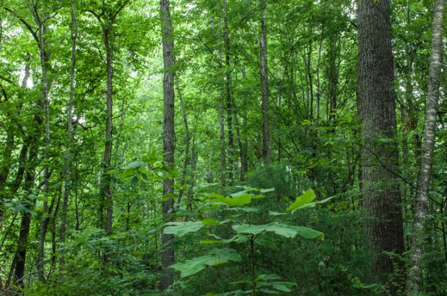 Michael Fuchs 032016 (2)