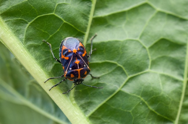 Michael Fuchs 032716 (4)