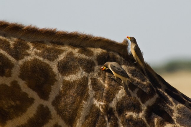 Michael Fuchs 042416