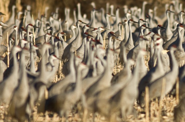 Michael Fuchs 052916 (5)