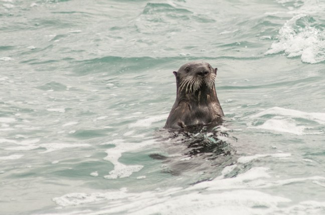 Michael Fuchs 062616 (1)