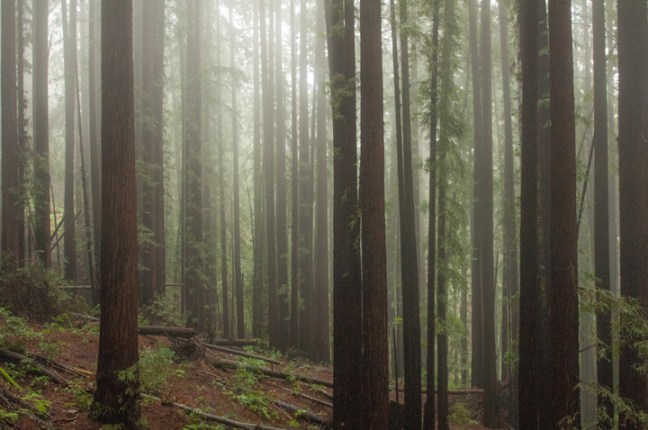 Michael Fuchs 070316 (1)