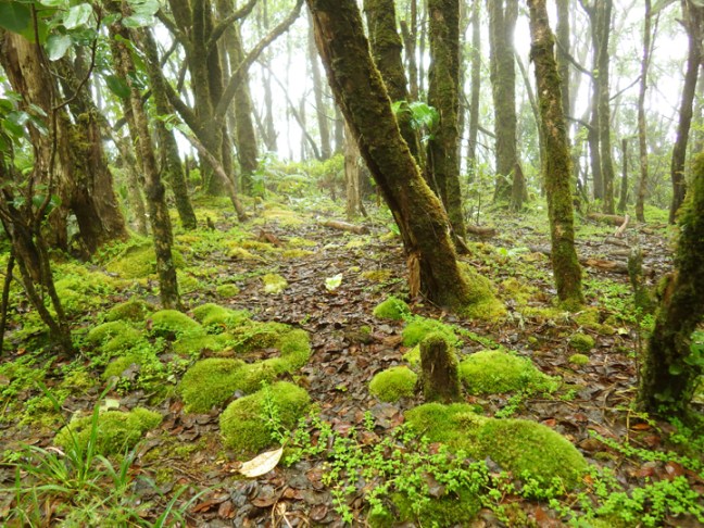 Michael Fuchs 070316 (2)