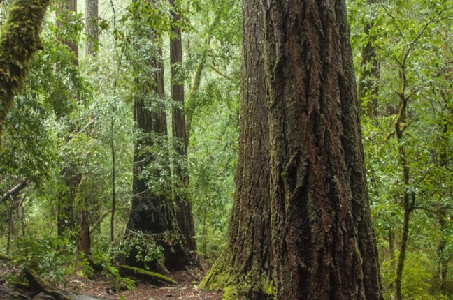 Michael Fuchs 070316 (4)