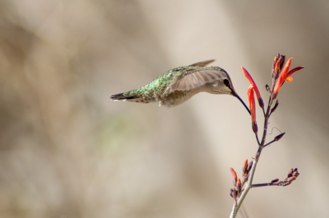 Michael Fuchs 082116 (2)