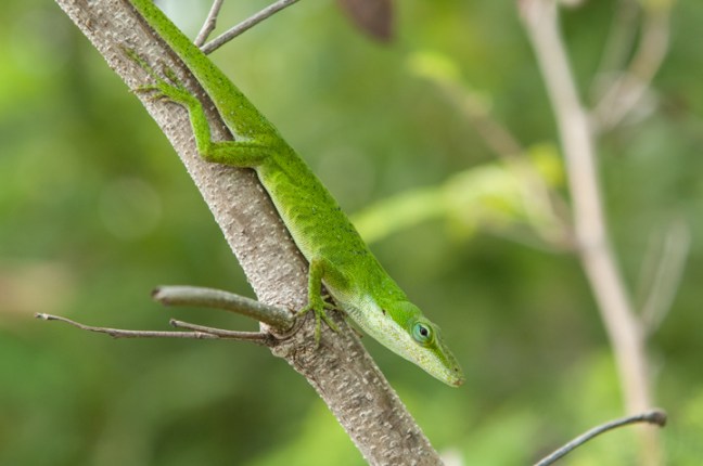 Michael Fuchs 082116 (4)