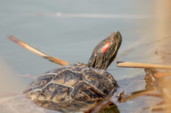 Michael Fuchs 082116 (5)