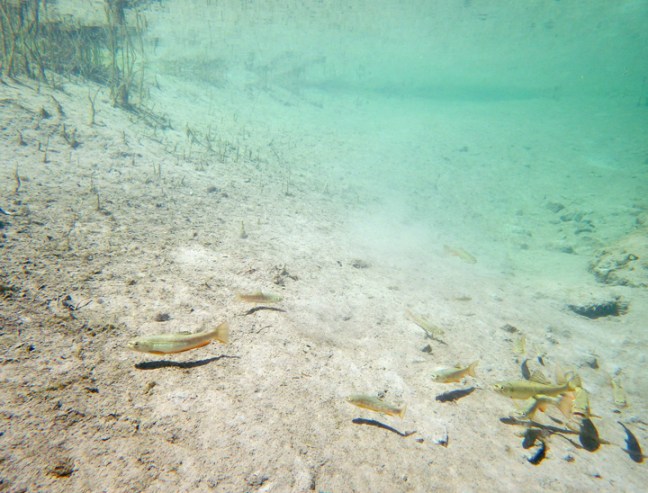 Michael Fuchs 082816 (6)