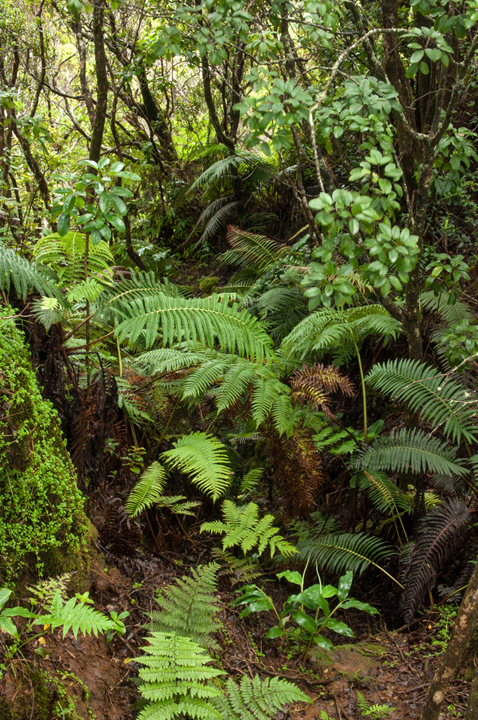 Michael Fuchs 100916 (1)