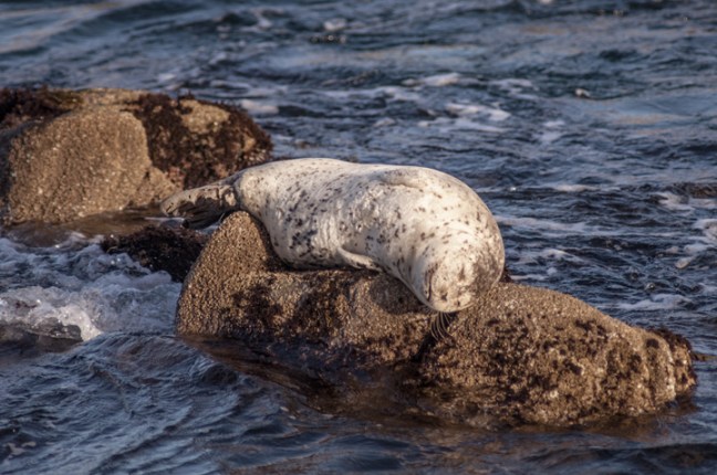 Michael Fuchs 102316 (2)