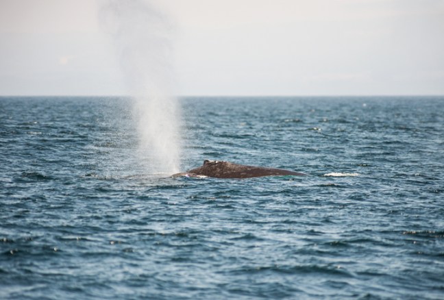 Michael Fuchs 102316 (5)