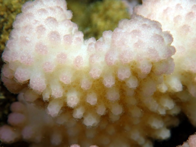 Michael Fuchs 112016 (2)