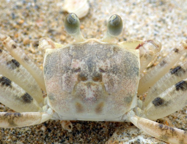 Michael Fuchs 112016 (4)