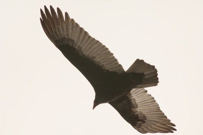 Michael Fuchs 121116 (2)