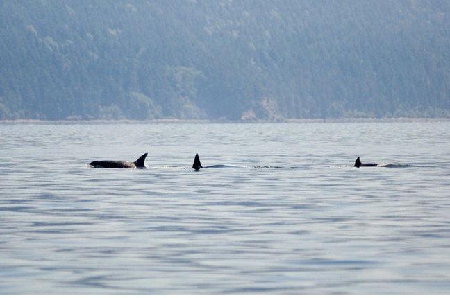 Michael Fuchs 121116 (4)