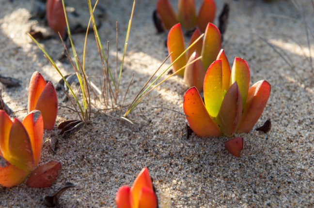 Michael Fuchs 121816 (4)