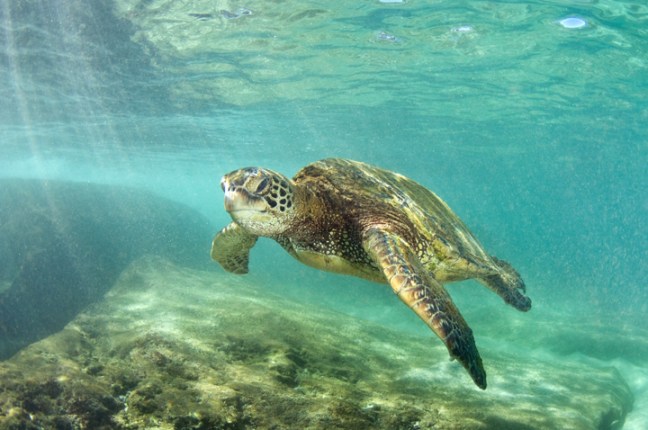 michael-fuchs-011517