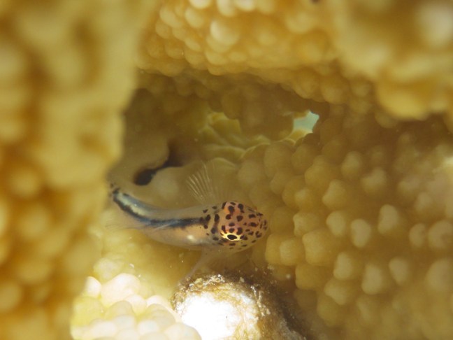 michael-fuchs-020517