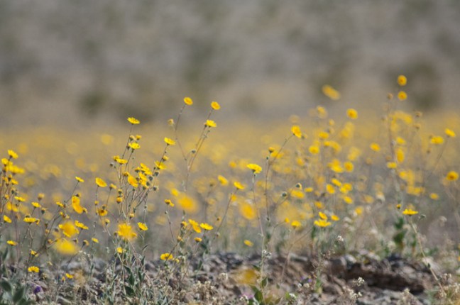 michael-fuchs-030517-1