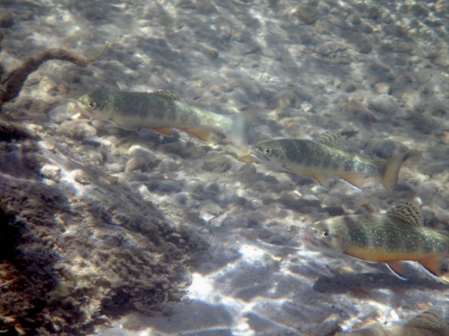 michael-fuchs-040217-2