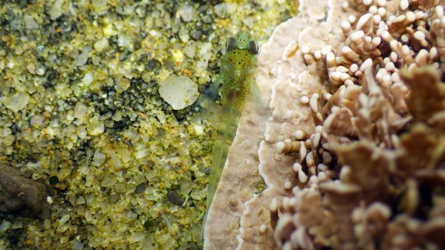 michael-fuchs-040217-5