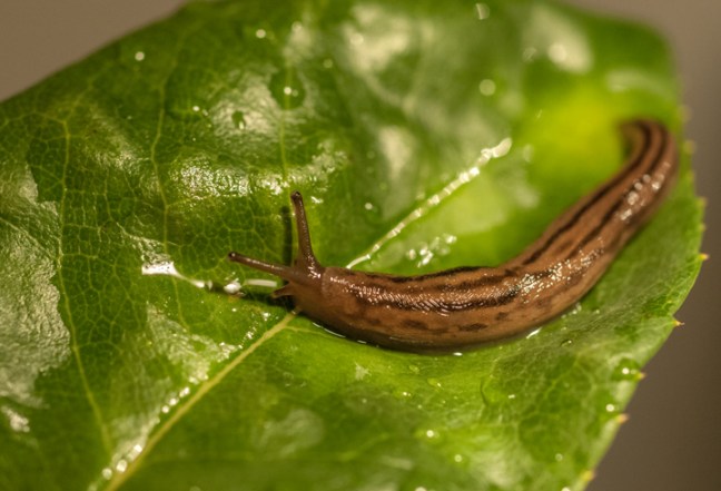 michael-fuchs-050717-3