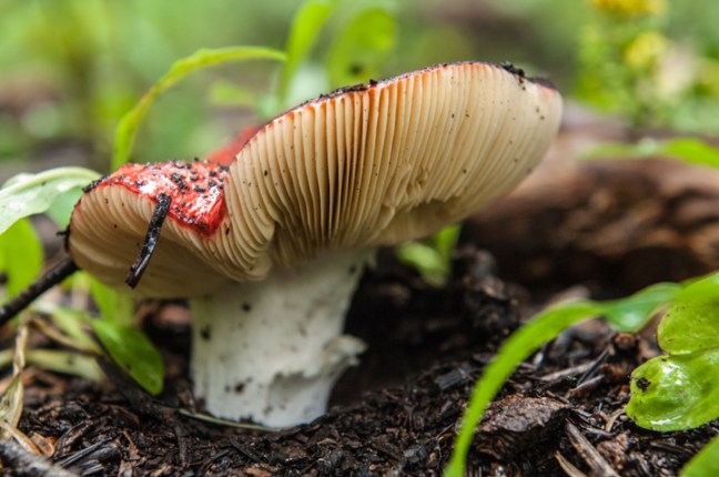 michael-fuchs-051417-3