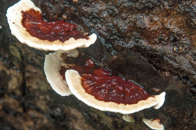 michael-fuchs-051417-5